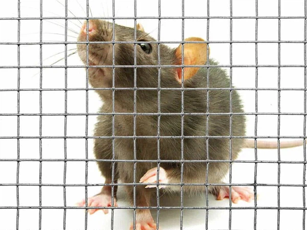 wire netting2 wire netting2